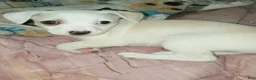 Mixed Breed dogs for sale: Mixed Breed 1 - Ad 1