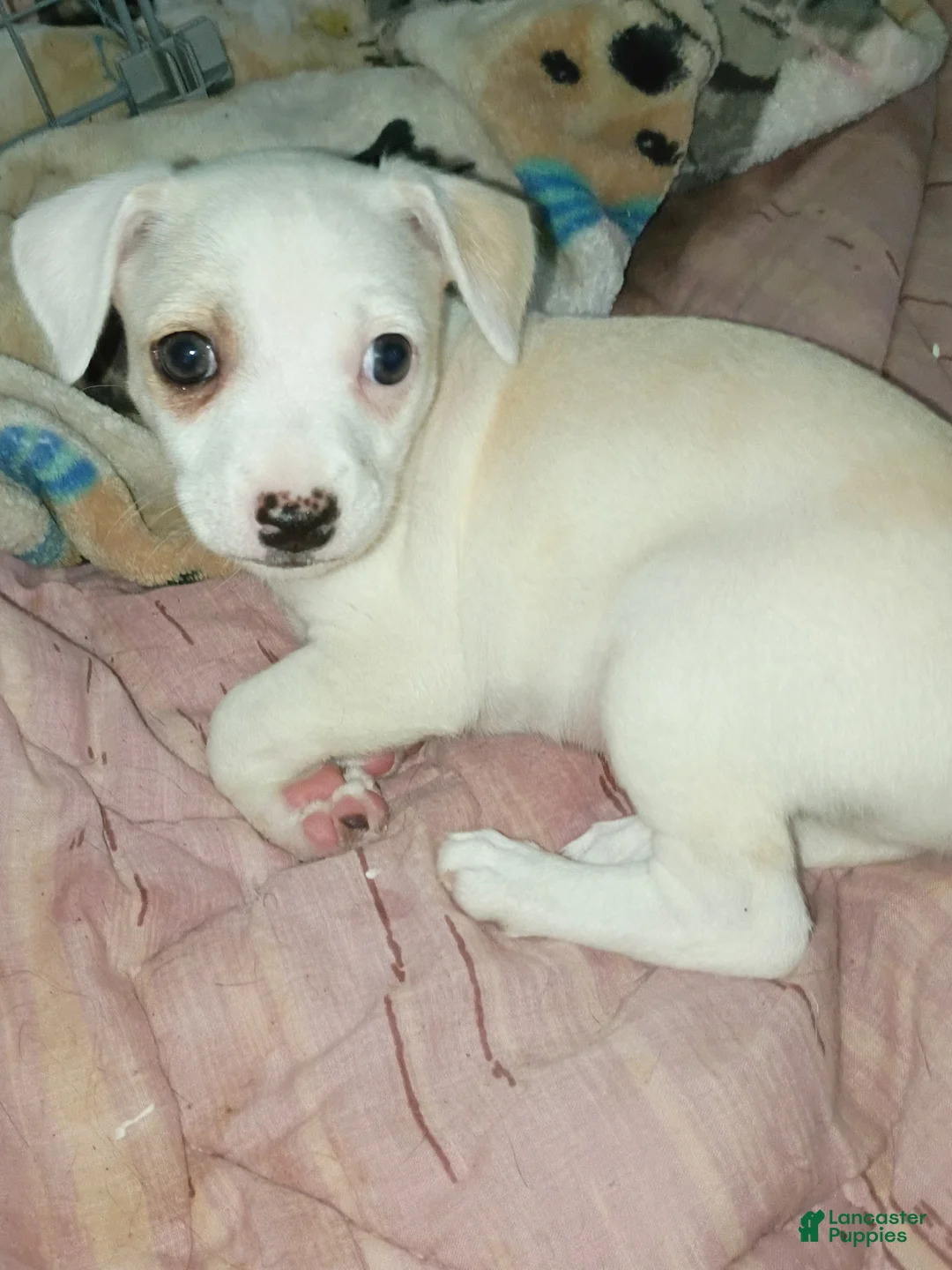 Mixed Breed dogs for sale: Mixed Breed 1 - Ad 1