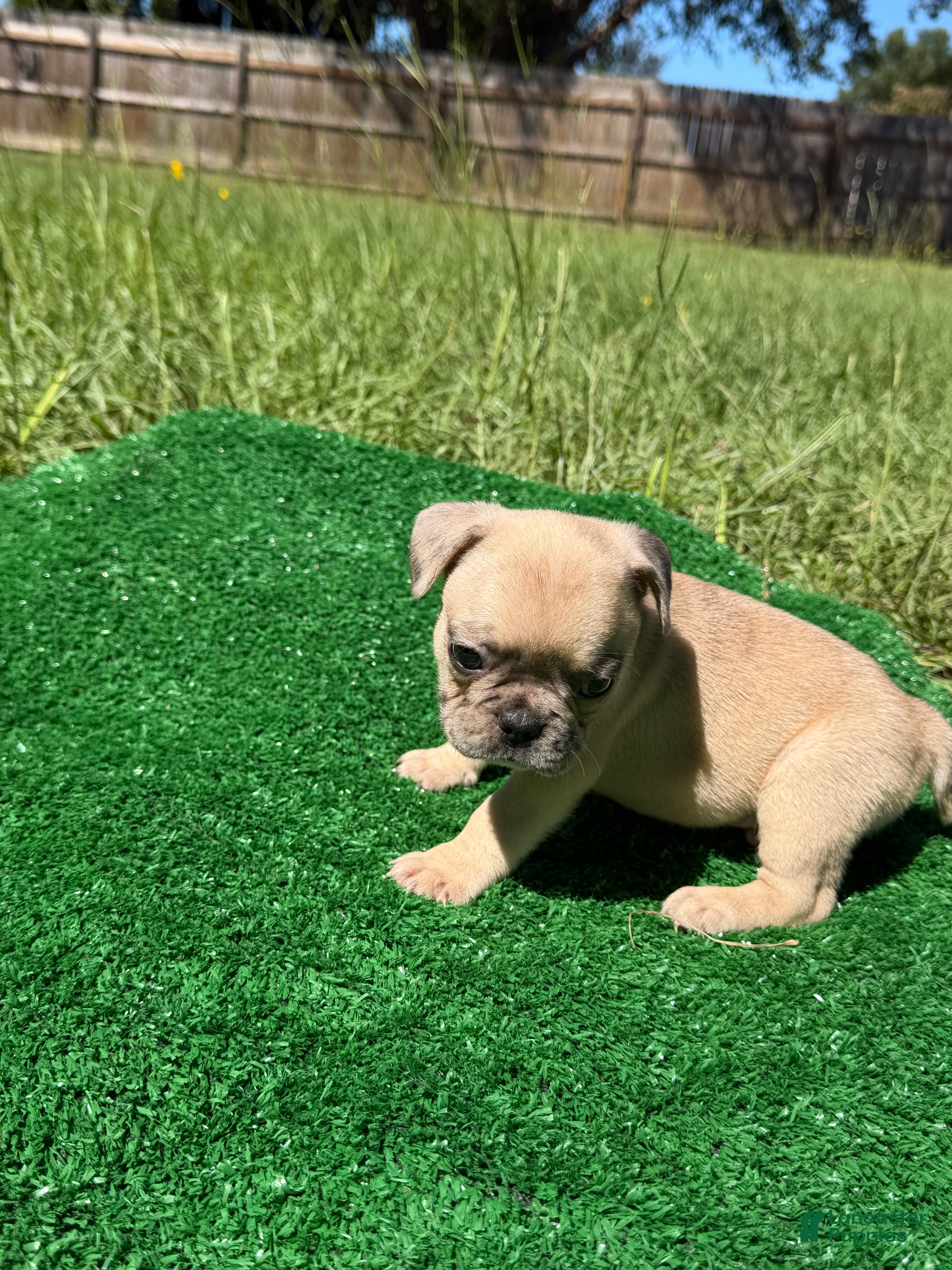 French Bulldog dogs Little guy  - Ad 13