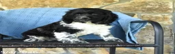 Cocker Spaniel dogs for sale: Martin  - Ad 1