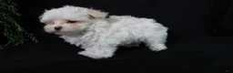 Maltese dogs for sale: Marty - Ad 10
