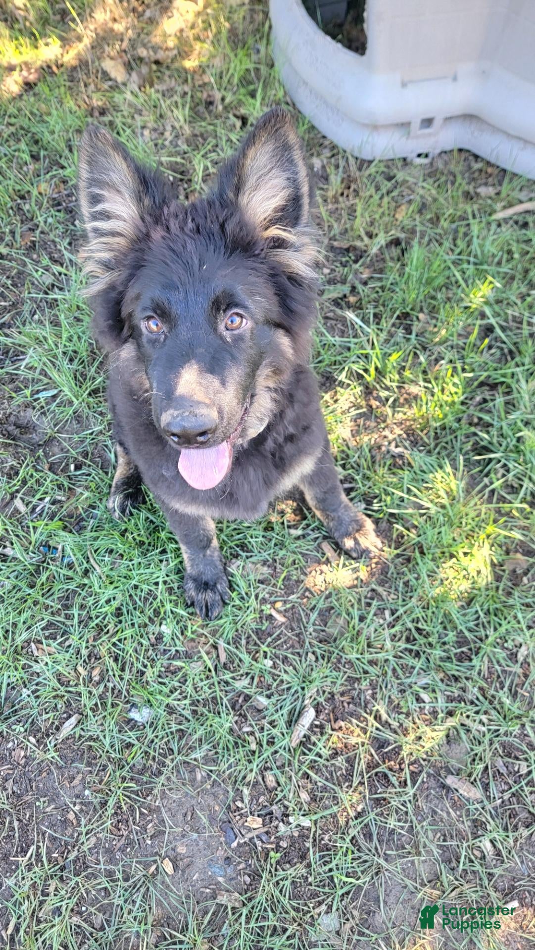 German Shepherd dogs German Shepherd 1 - Ad 1