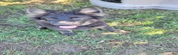 German Shepherd dogs for sale: German Shepherd 1 - Ad 1