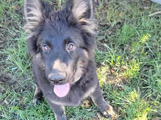 German Shepherd dogs German Shepherd 1 - Ad 1