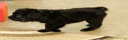 Mini Hippo dogs for sale: Nero - Ad 6