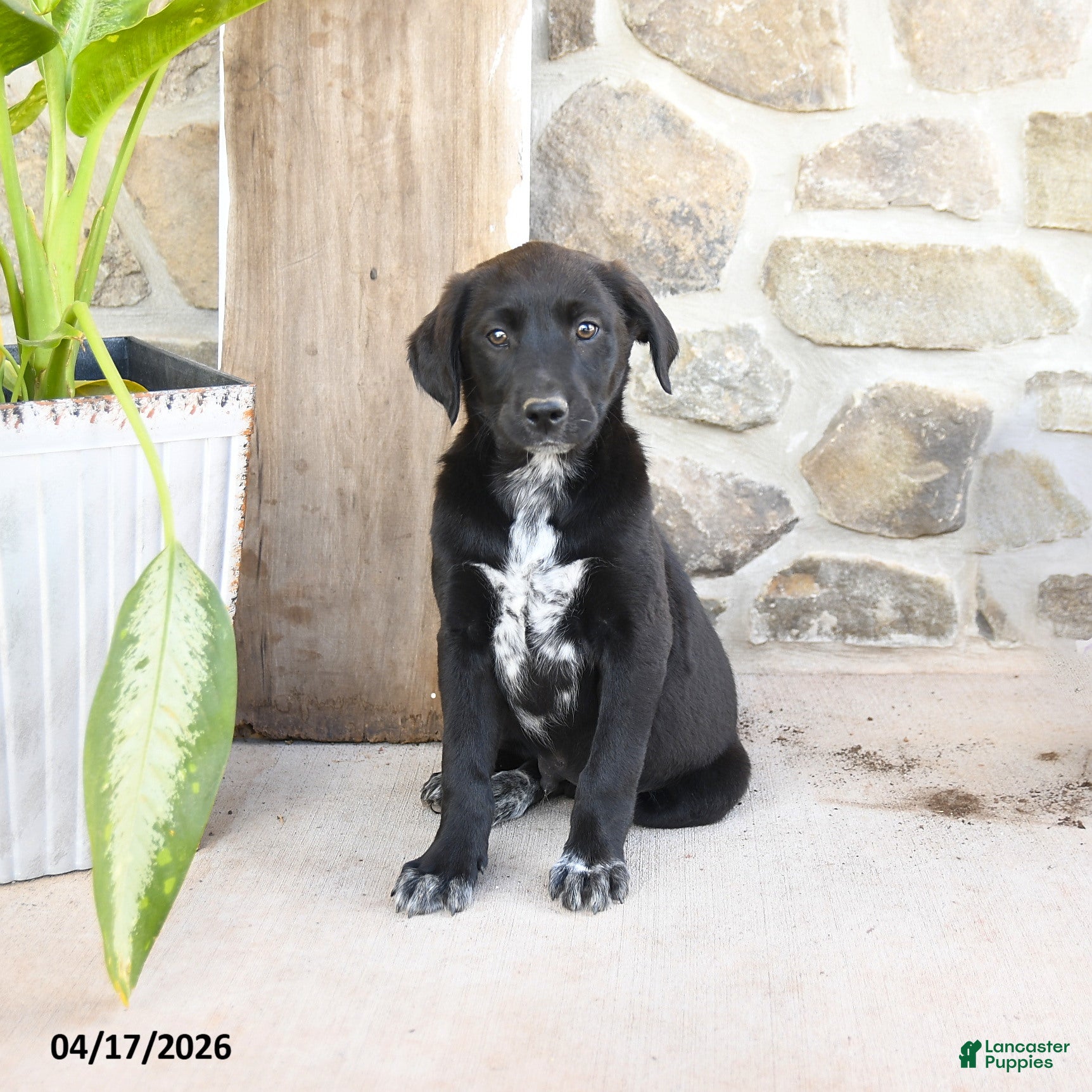 Mixed Breed dogs Rusty - Ad 2