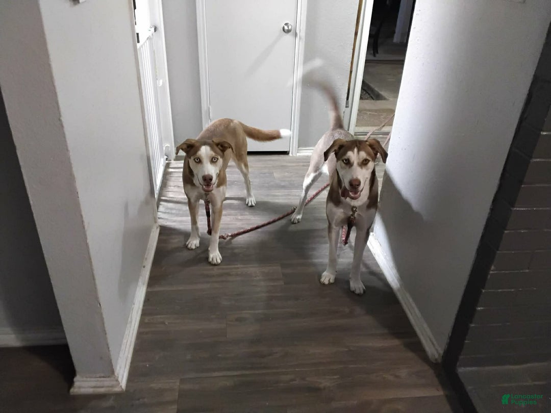 Mixed Breed dogs for sale: Mixed Breed Puppy 1 - Ad 4