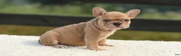 French Bulldog dogs for sale: Ivanka - Ad 4