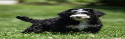 Bernedoodle dogs for sale: Banks Bernedoodle Puppy  - Ad 3