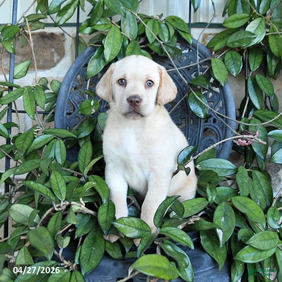 Labrador Retriever dogs Marigold - Ad 1