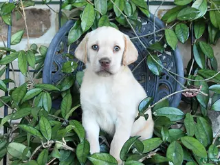 Labrador Retriever dogs for sale: Marigold - Ad 2