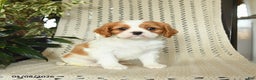 Cavalier King Charles Spaniel dogs for sale: Colby - Ad 2