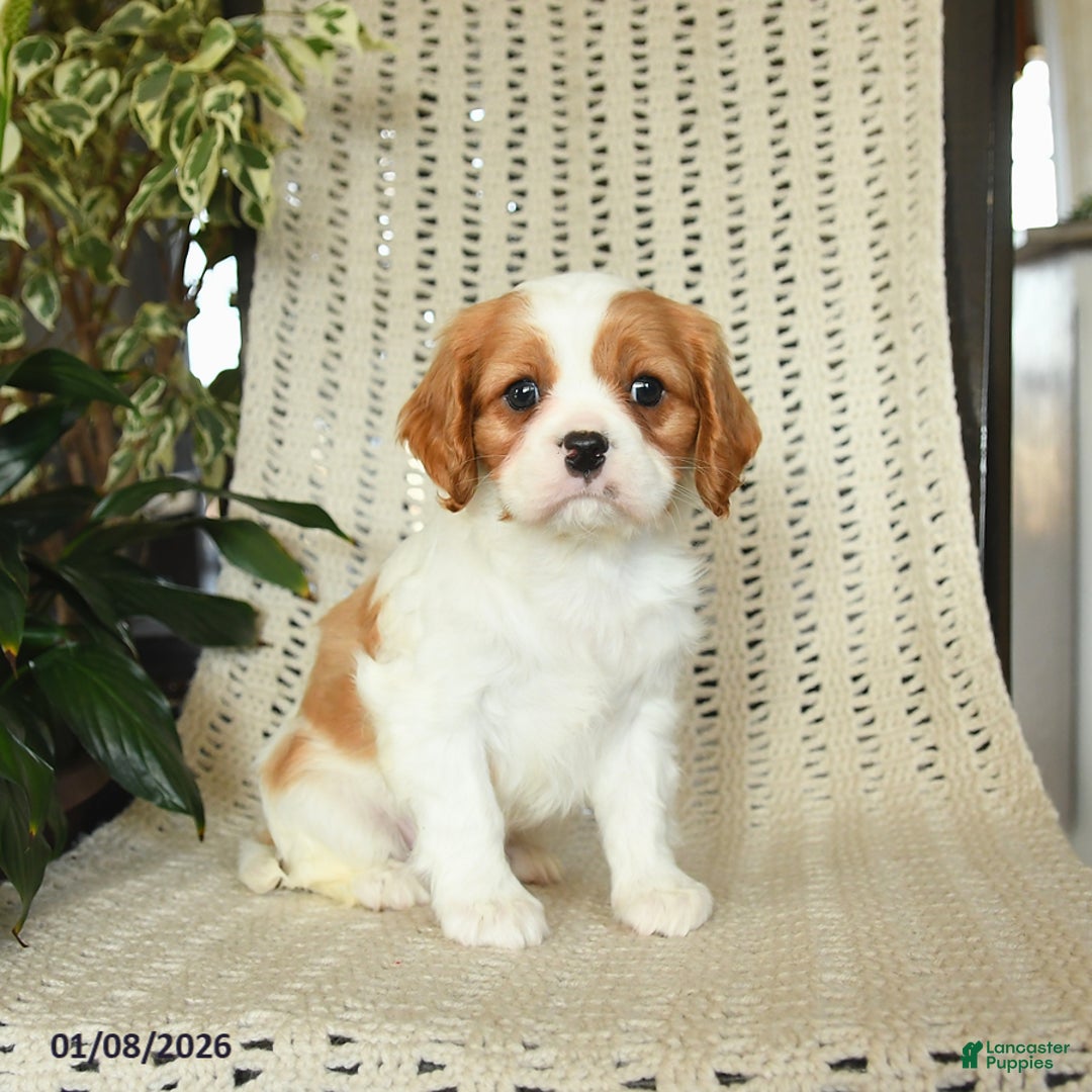 Cavalier King Charles Spaniel dogs for sale: Colby - Ad 2