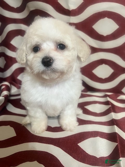 Miniature Poodle dogs Flash - Ad 1