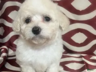 Miniature Poodle dogs Flash - Ad 1