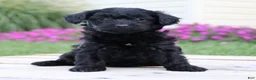 Yorkiepoo dogs for sale: Onyx - Ad 3