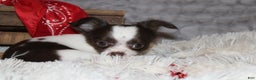 Chihuahua dogs for sale: Chocolate Chip - Ad 7
