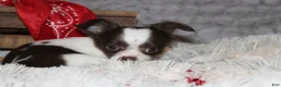 Chihuahua dogs for sale: Chocolate Chip - Ad 7