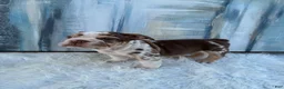English Bulldog dogs for sale: Chip - Ad 1