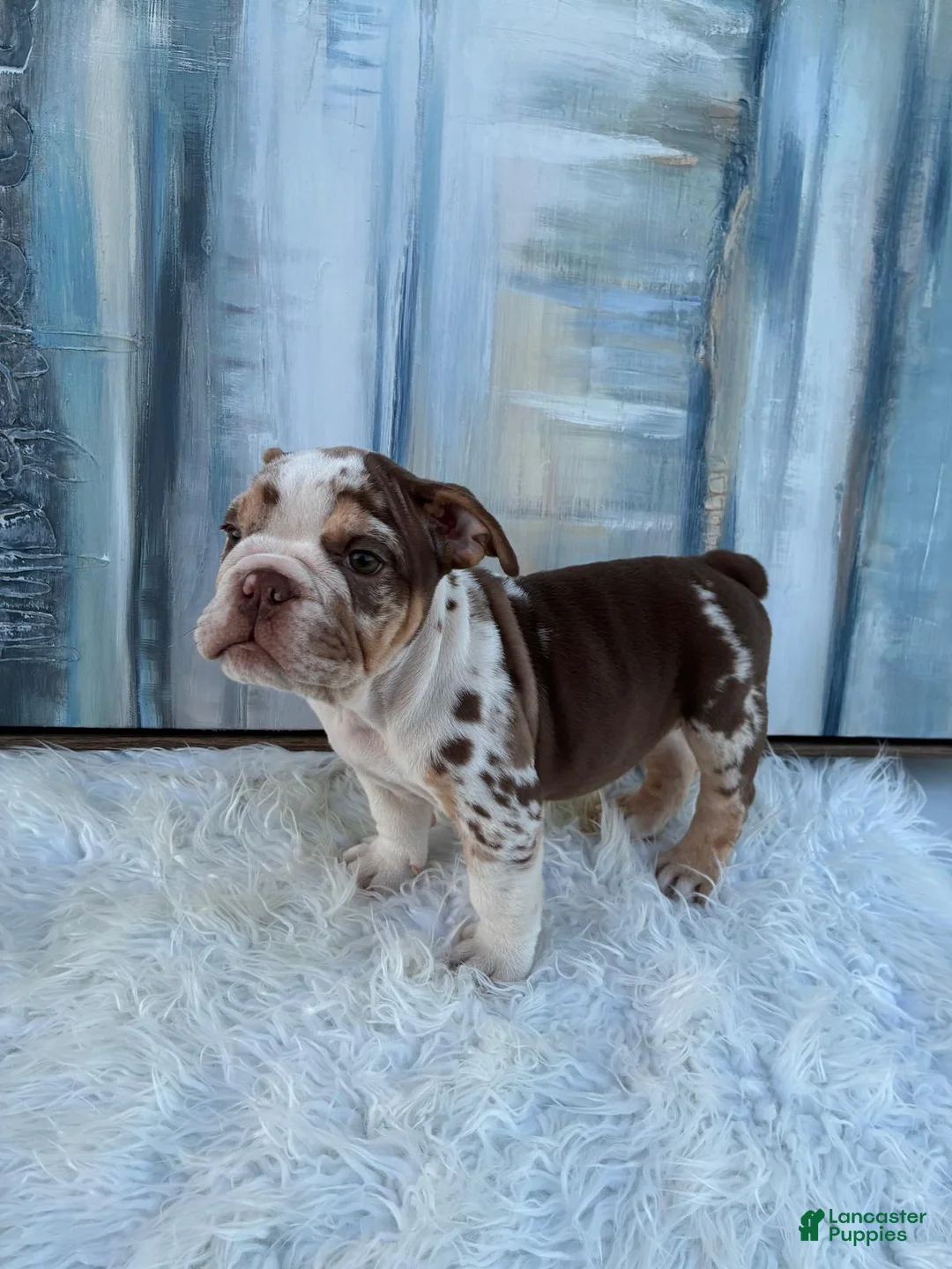 English Bulldog dogs for sale: Chip - Ad 1