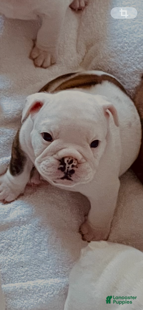 English Bulldog dogs for sale: Boy - Ad 1