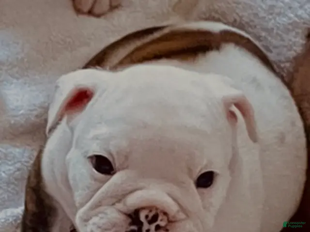 English Bulldog dogs for sale: Boy - Ad 1