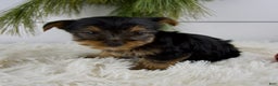 Yorkshire Terrier dogs for sale: Cole - Ad 5