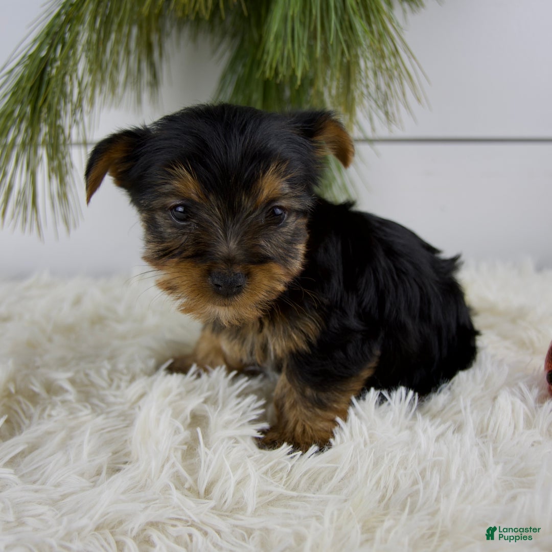Yorkshire Terrier dogs for sale: Cole - Ad 5