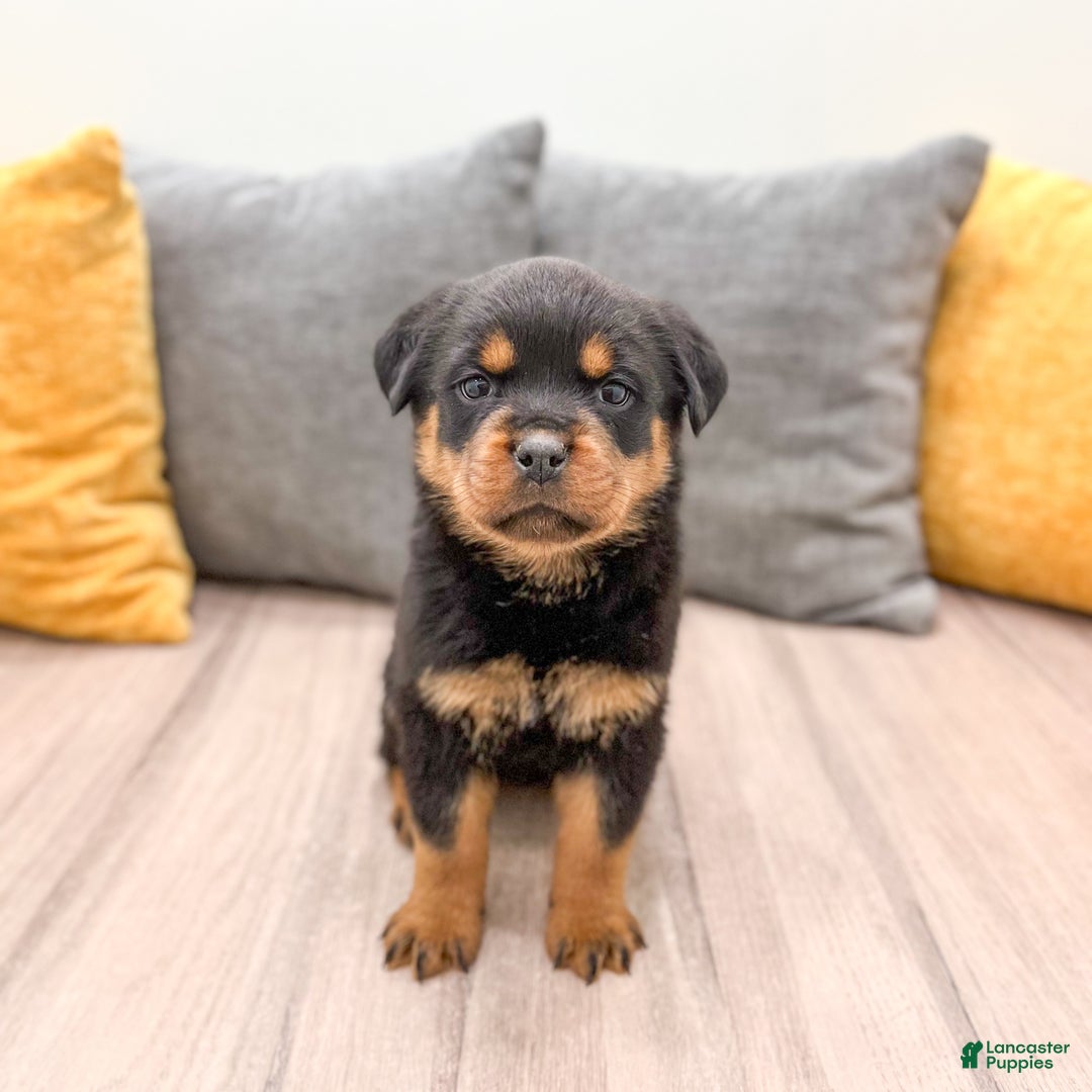 Rottweiler dogs for sale: Sara - Ad 6