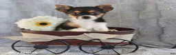 Yorkshire Terrier dogs for sale: Candy Teacup - Ad 5