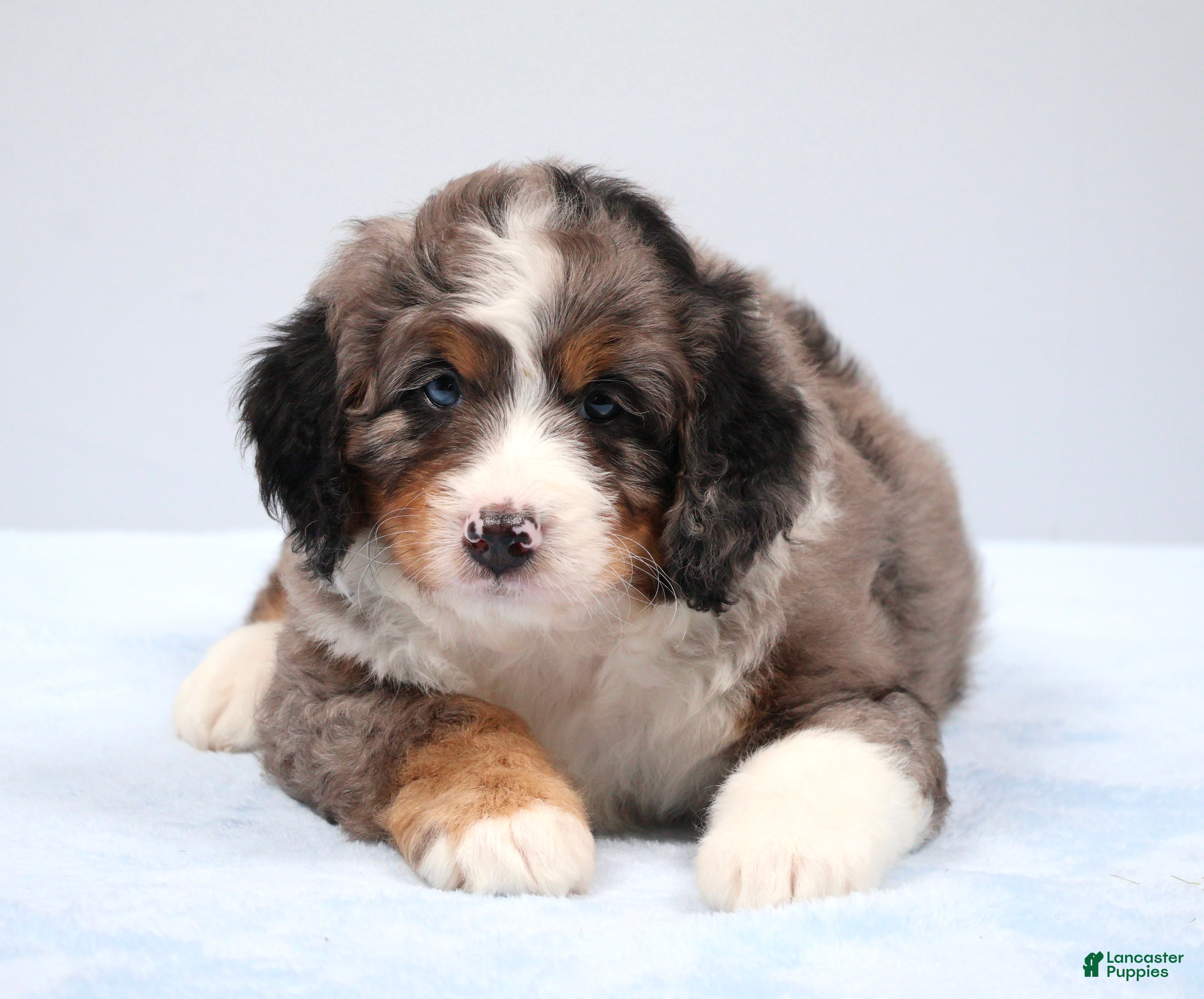 Mini Bernedoodle dogs Felix  - Ad 2