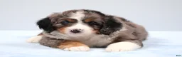 Mini Bernedoodle dogs for sale: Felix  - Ad 10