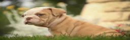 English Bulldog dogs for sale: Tonya English Bulldog  - Ad 3