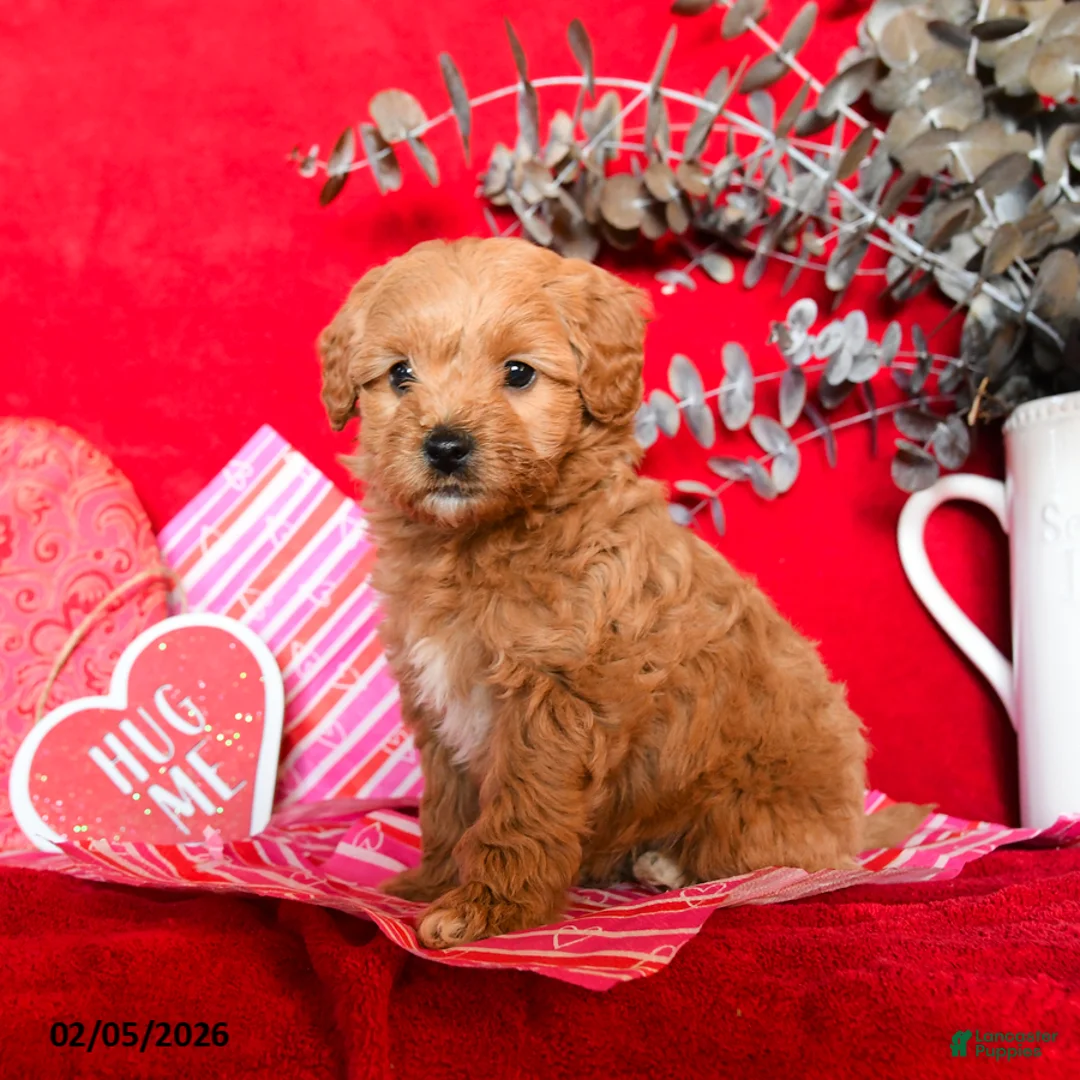 Yorkiepoo dogs for sale: Candy - Ad 4