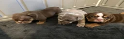English Bulldog dogs for sale: Chunks - Ad 5