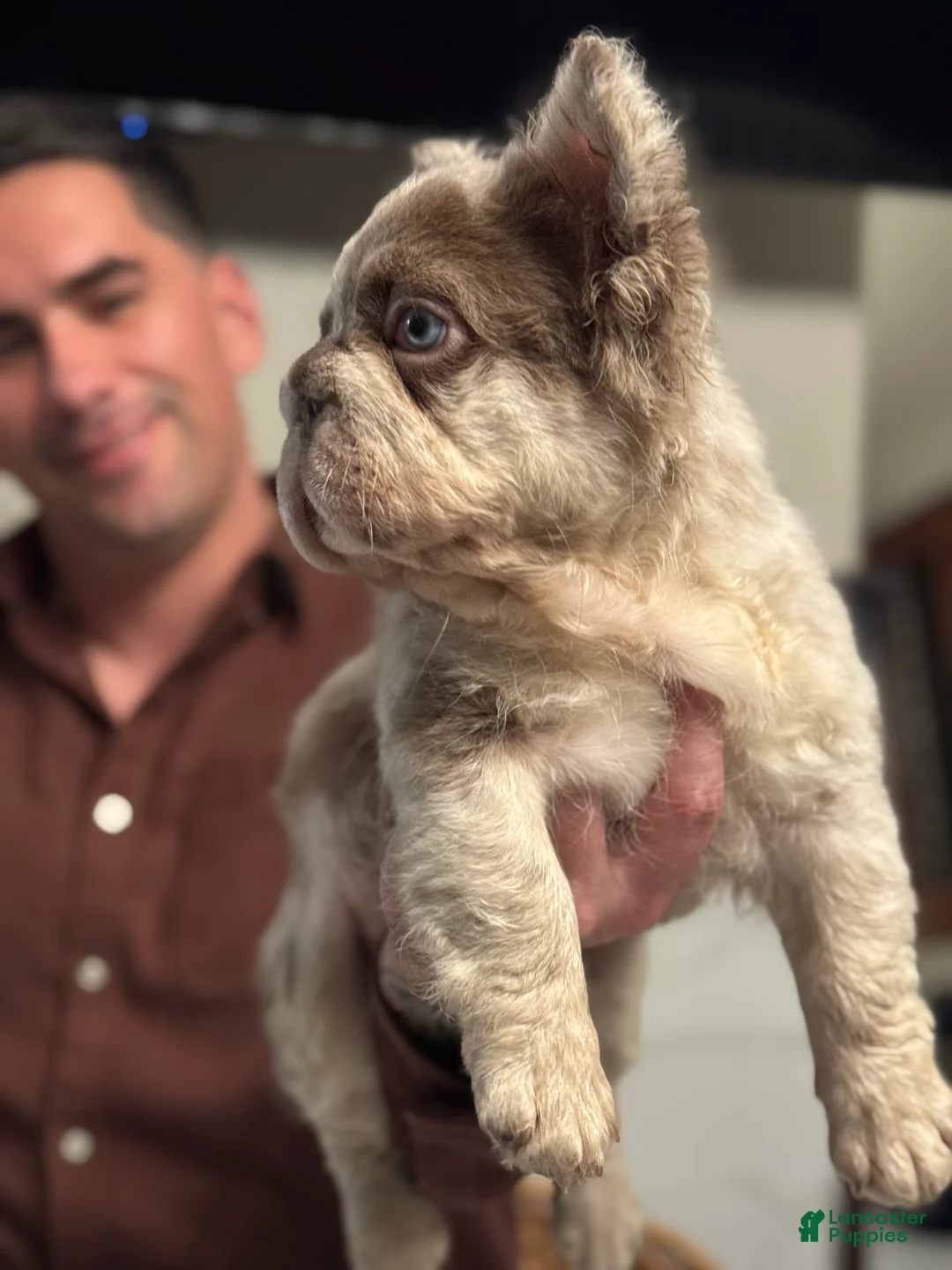 French Bulldog dogs for sale: Chanel - Ad 2