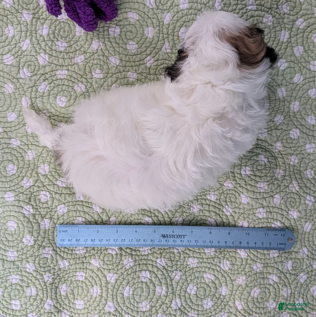 Teddy Bear dogs for sale: Trouble Puff - Ad 2