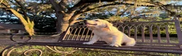 Golden Retriever dogs for sale: Bonzai of Avalon - Ad 3