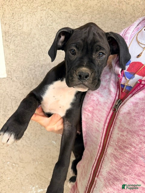 Boxer dogs Tucker- Male - Ad 1
