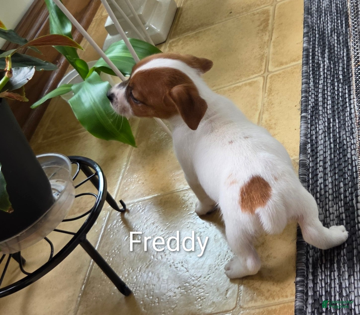 Freddy (Jack Russell, Male) in Holmesville, OH