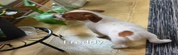 Jack Russell Terrier dogs for sale: Freddy  - Ad 5