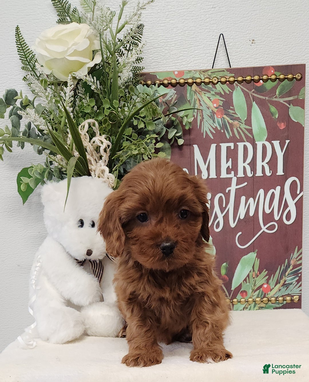 Cavapoo dogs for sale: Royce - Ad 2