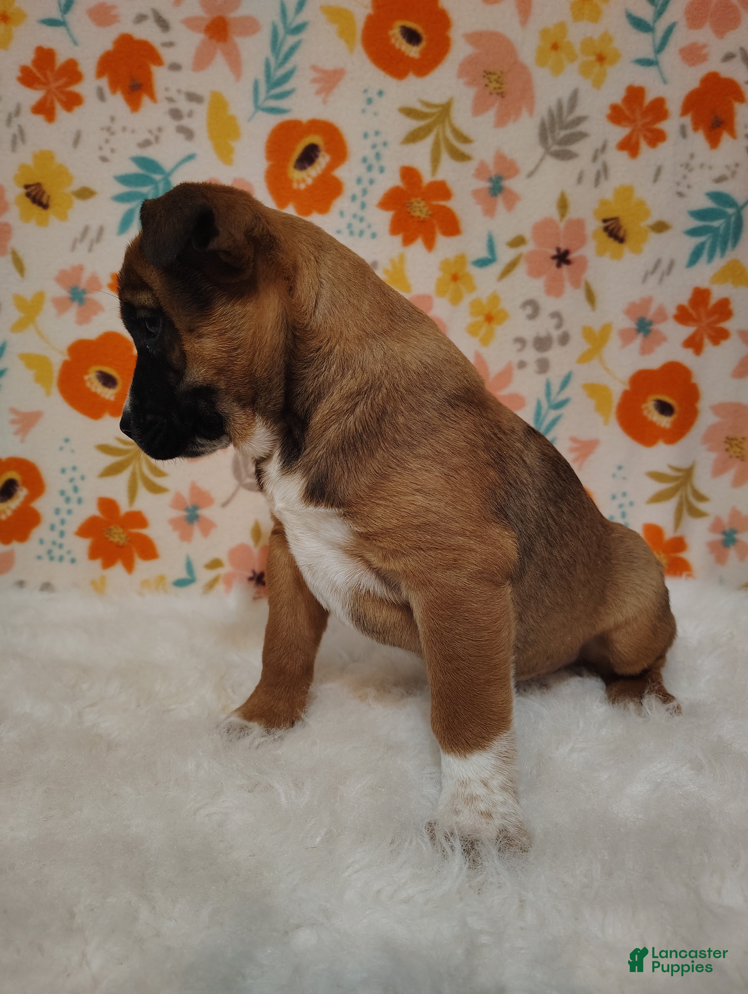Mixed Breed dogs Archie - Ad 2