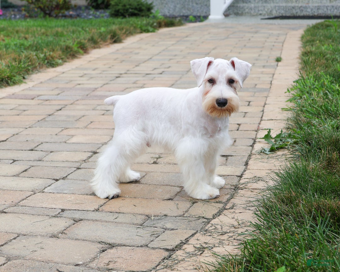 Miniature Schnauzer dogs for sale: Alex - Ad 13
