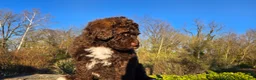 Portuguese Water Dog dogs for sale: Flash - Ad 12