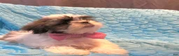 Shih Tzu dogs for sale: Cinnamon  - Ad 8