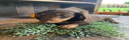 Miniature Dachshund dogs for sale: Lucy - Ad 6
