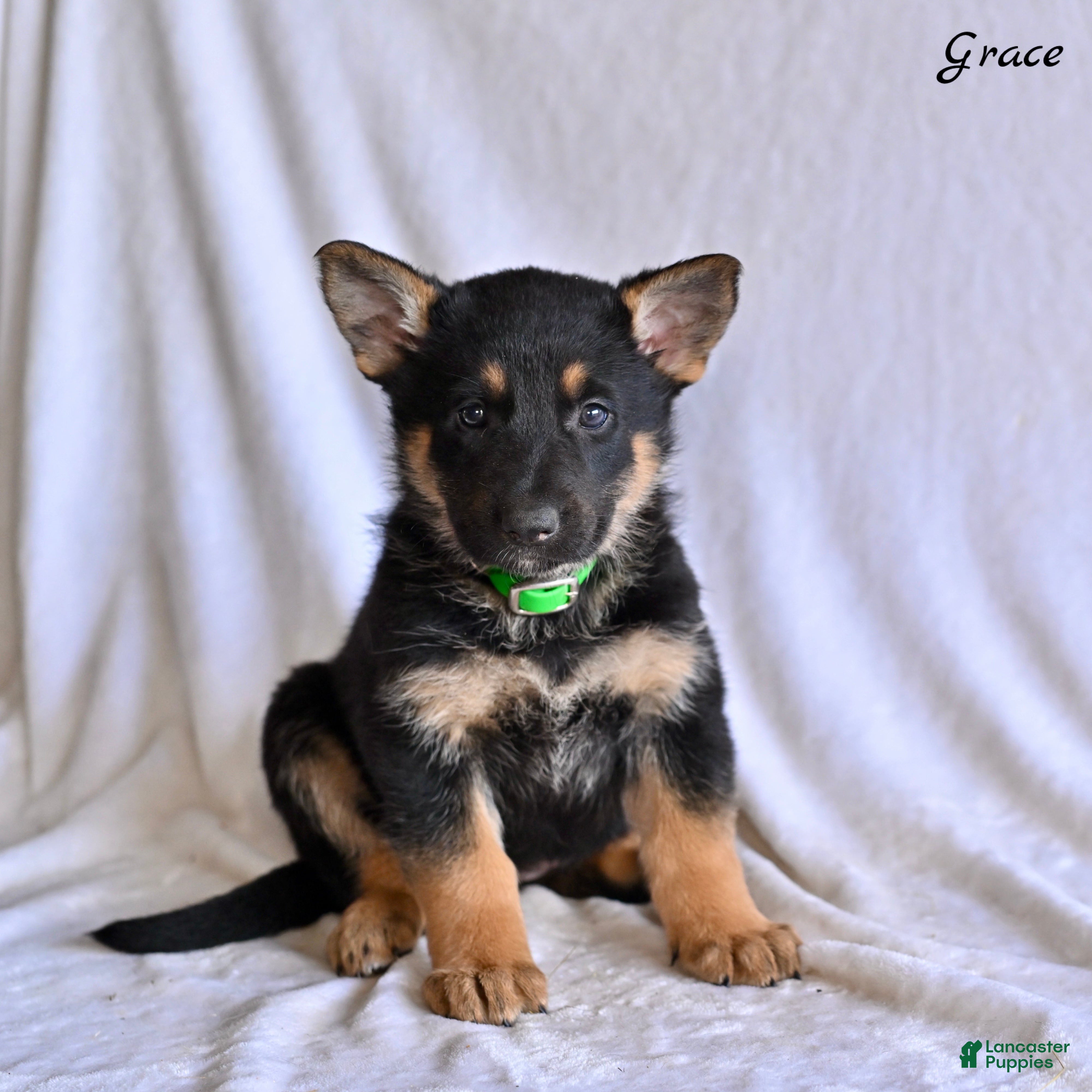 German Shepherd dogs Grace - Ad 1
