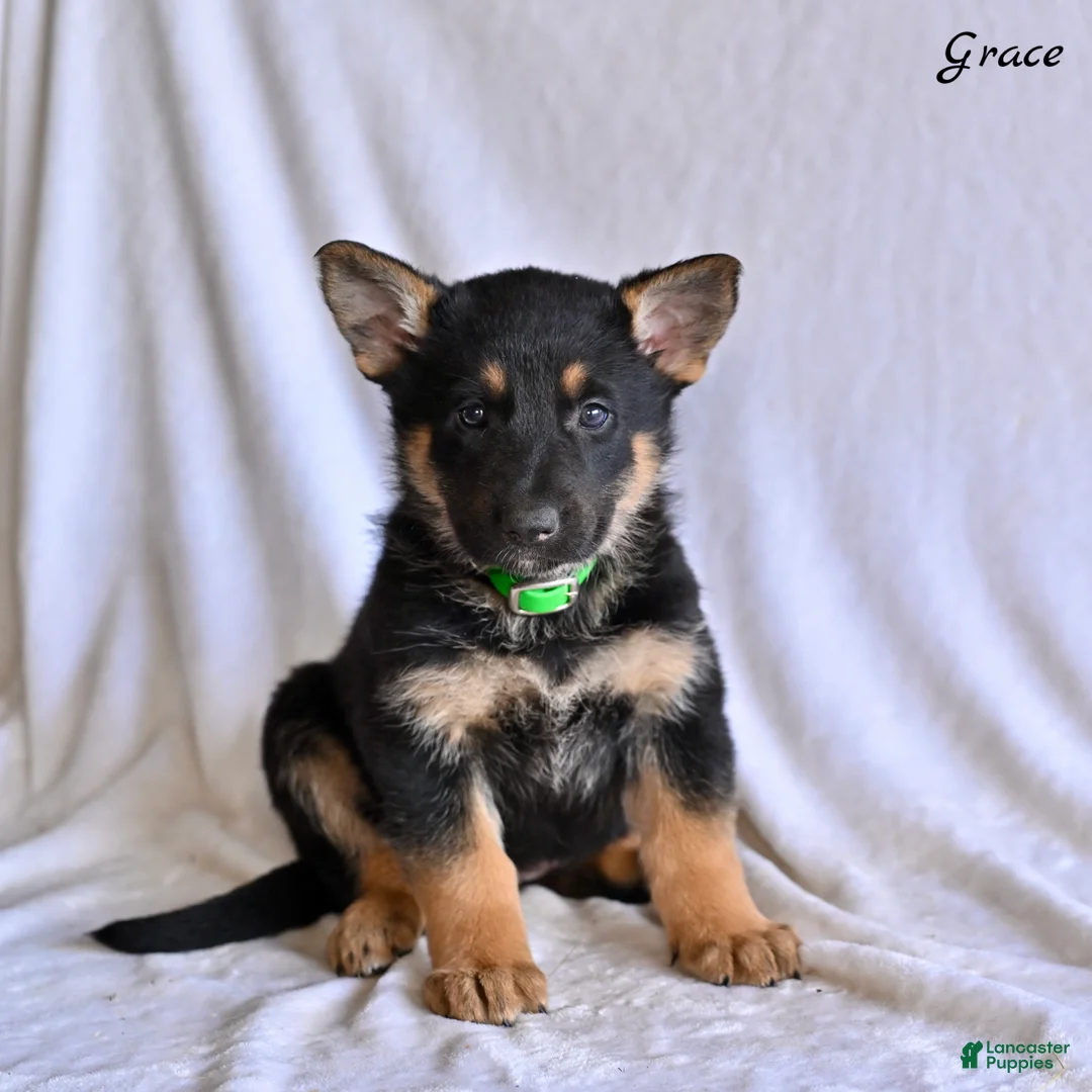German Shepherd dogs for sale: Grace - Ad 1