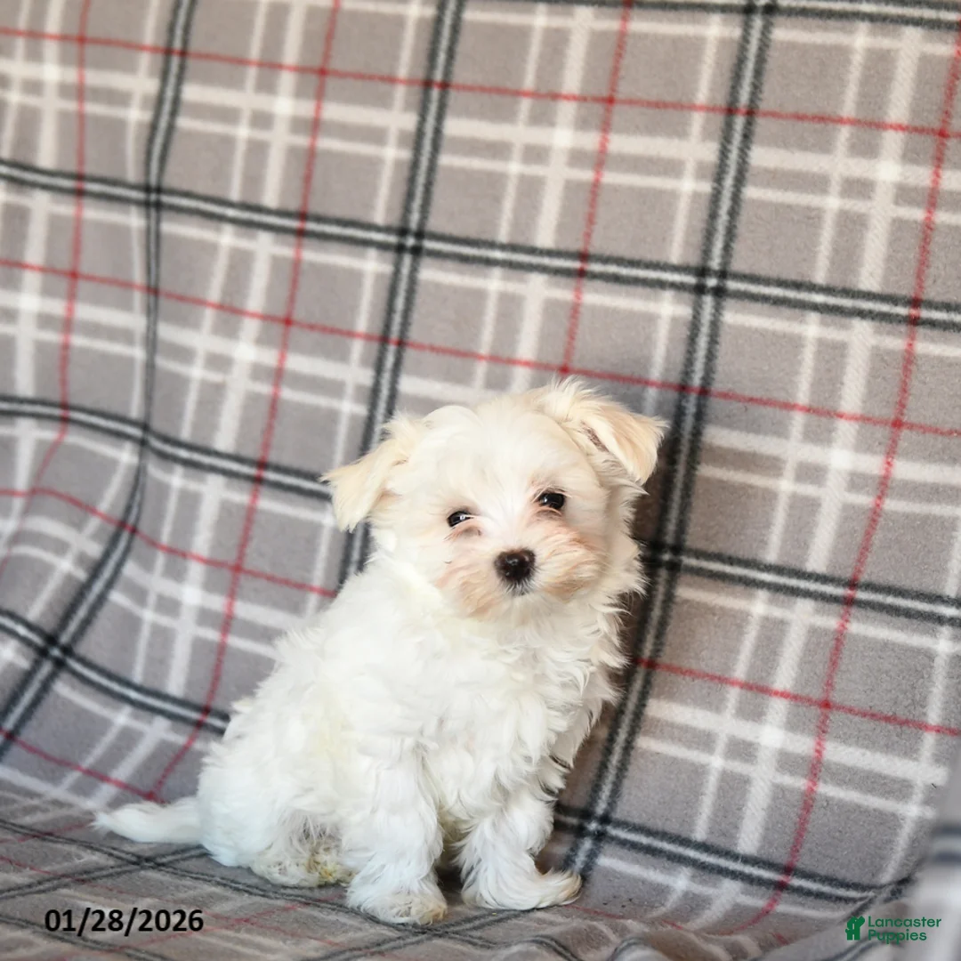 Maltese dogs for sale: Sammy - Ad 2